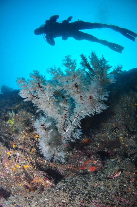Middle Reef Dive Site - Lightning Ridge Tourism 1
