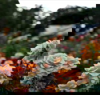 Newtown Park State Rose Garden - Lightning Ridge Tourism