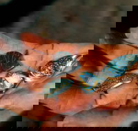 Opalton - Lightning Ridge Tourism