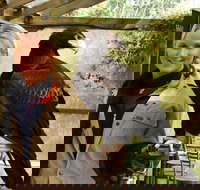 Raptor Domain - Lightning Ridge Tourism