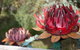 Sculpture Trail At Lake Crackenback Resort And Spa - thumb 1
