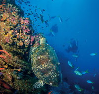 SS Yongala Dive Site - Lightning Ridge Tourism