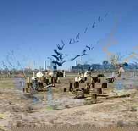 Sturt's tree walk - Lightning Ridge Tourism