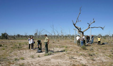 Sturt's Tree Walk - Lightning Ridge Tourism 0