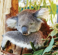 Animals and Family Fun - Lightning Ridge Tourism