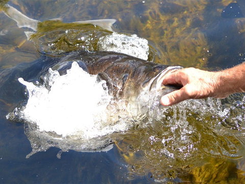 Barra Feeding - Lightning Ridge Tourism 1