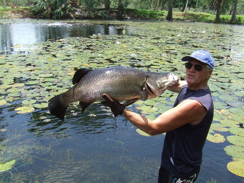 Barra Feeding - Lightning Ridge Tourism 2