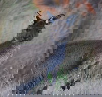 Beyeria Walk - Lightning Ridge Tourism