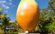 Big Mango - thumb 0