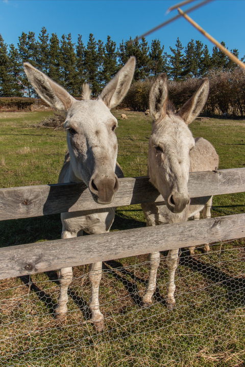 Brickendon Historic Farm And Convict Village - Lightning Ridge Tourism 2