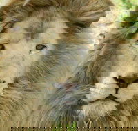 Darling Downs Zoo - Lightning Ridge Tourism