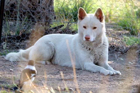 Durong Dingo Sanctuary - Lightning Ridge Tourism 0