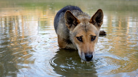 Durong Dingo Sanctuary - Lightning Ridge Tourism 1