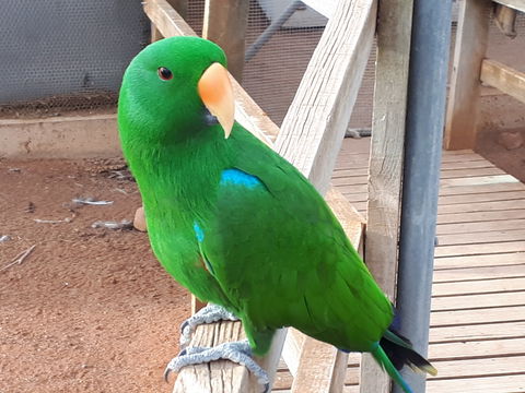 Eyre Reptile & Wildlife Park - Lightning Ridge Tourism 0