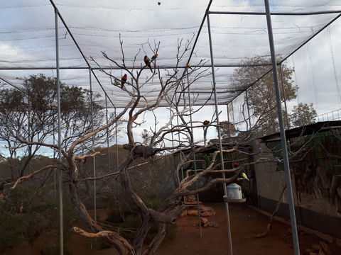 Eyre Reptile & Wildlife Park - Lightning Ridge Tourism 2
