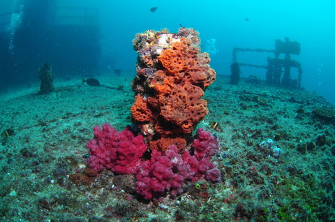 HMAS Brisbane Dive Site - Lightning Ridge Tourism 0