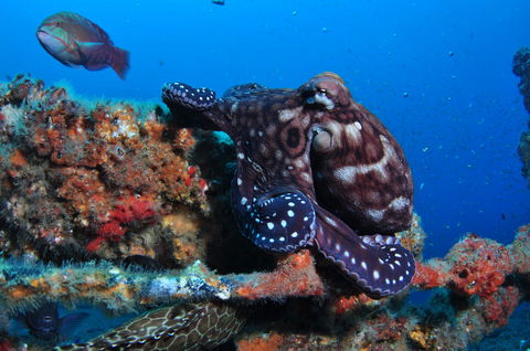 HMAS Brisbane Dive Site - Lightning Ridge Tourism 2