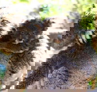 Koala Conservation Reserve - Lightning Ridge Tourism