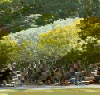 Lone Pine Koala Sanctuary - Lightning Ridge Tourism