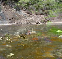 Mount Boss State Forest - Lightning Ridge Tourism