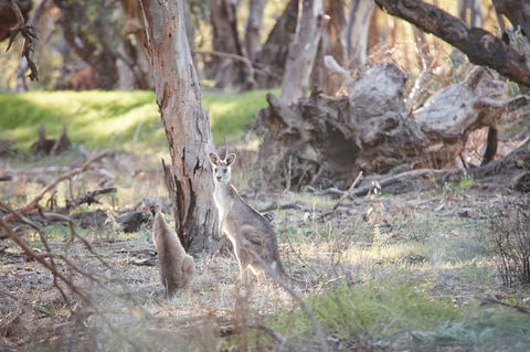 Nyah Vinifera Park - Lightning Ridge Tourism 0