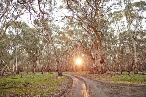 Nyah Vinifera Park - Lightning Ridge Tourism 1