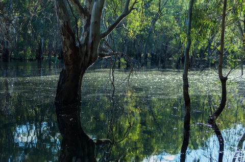 Nyah Vinifera Park - Lightning Ridge Tourism 2