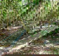 Old Bottlebutt - Lightning Ridge Tourism