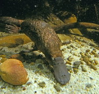 Platypus Pool - Lightning Ridge Tourism