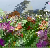 Smokin Heights Iris Display Garden - Lightning Ridge Tourism