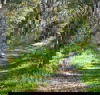 Stoodley Forest Walk and Arboretum - Lightning Ridge Tourism