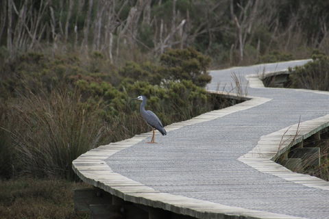 Warringine Park & Bittern Coastal Wetlands Boardwalk - Lightning Ridge Tourism 1