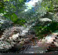 Wirrawilla Rainforest Walk - Lightning Ridge Tourism