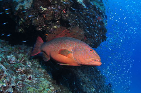 Anchor Bommie Dive Site - Lightning Ridge Tourism 0