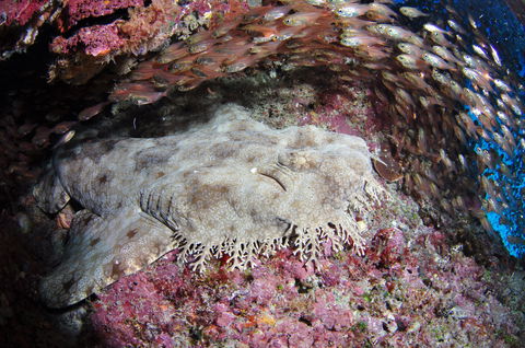 Anchor Bommie Dive Site - Lightning Ridge Tourism 1