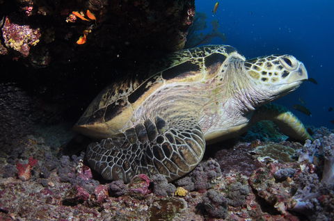 Anchor Bommie Dive Site - Lightning Ridge Tourism 2
