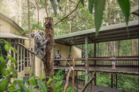 Daisy Hill Koala Centre - Lightning Ridge Tourism 0