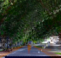 Fig Tree Avenue - Lightning Ridge Tourism