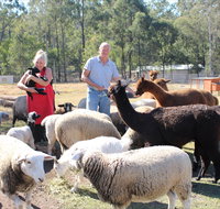 Haigslea EWE Nique Hobby Farm - Lightning Ridge Tourism