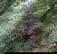 Kondalilla Falls Circuit Kondalilla National Park - Lightning Ridge Tourism
