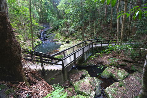 Kondalilla Falls Circuit, Kondalilla National Park - Lightning Ridge Tourism 2