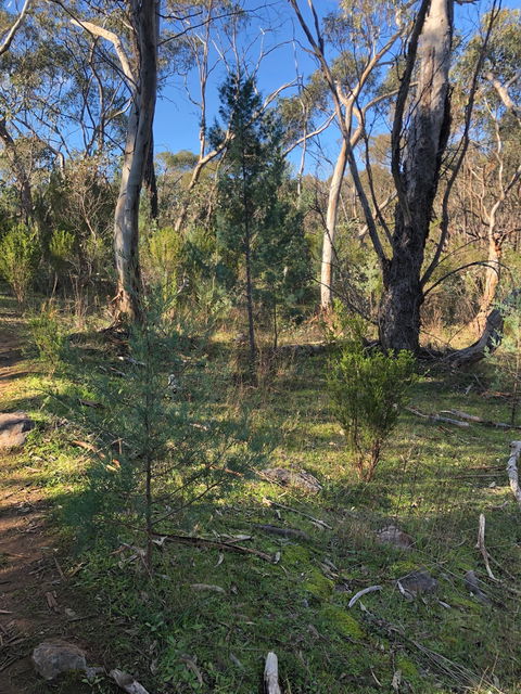 Pine Gully Nature Trail - Lightning Ridge Tourism 2