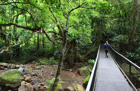 Rainforest Loop Walk, Budderoo National Park - Lightning Ridge Tourism 0