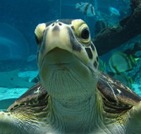 Reef HQ Aquarium - Lightning Ridge Tourism