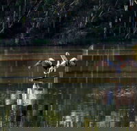 Seaham Swamp Nature Reserve - Lightning Ridge Tourism