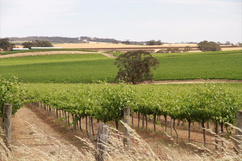 Smidge Wines Tasting Room - Lightning Ridge Tourism 0