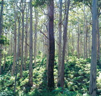 Southern Forests - Lightning Ridge Tourism
