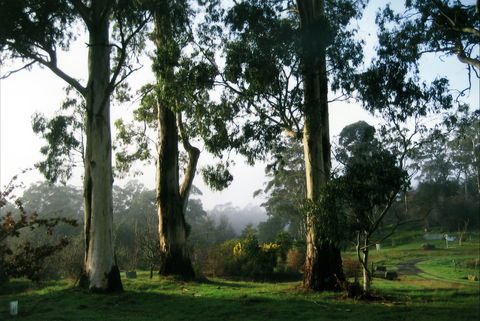 Tasmanian Arboretum Inc. - The - Lightning Ridge Tourism 1