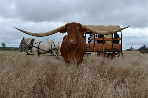 Texas Longhorn Tours - Lightning Ridge Tourism 0