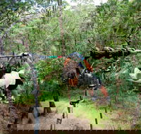 TreeTop Challenge - Lightning Ridge Tourism